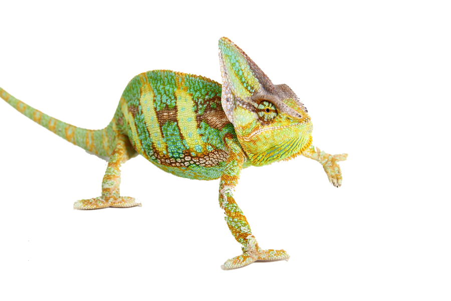 Green Lizard